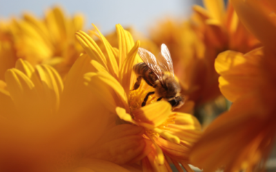 ¿Por qué son tan importantes las abejas?