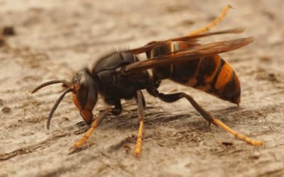 La avispa asiática: ¿está matando a las abejas?