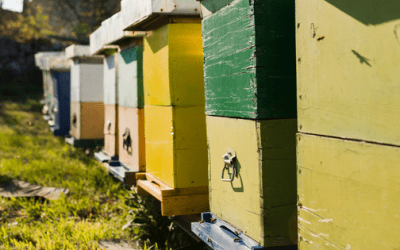 Colmenas: El nido de abejas construido por el hombre