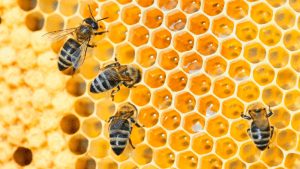 Tipos de abeja en una colmena