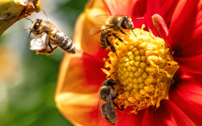 Tipos de abeja: La jerarquía de la colmena