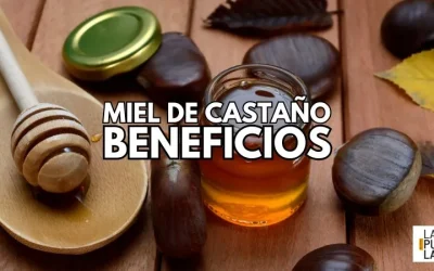Beneficios de la Miel de Castaño para la Salud