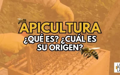 ¿Qué es la apicultura y cuál es su origen?