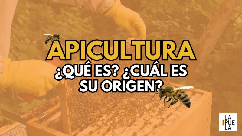 ¿Qué es la apicultura y cuál es su origen?