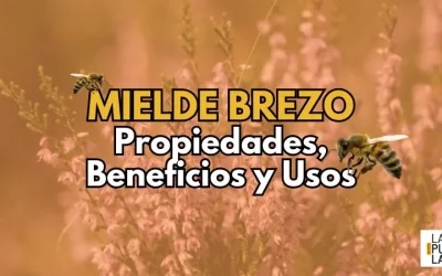 Miel de brezo: propiedades, beneficios y usos