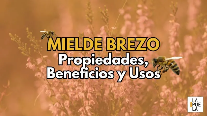 Miel de brezo: propiedades, beneficios y usos